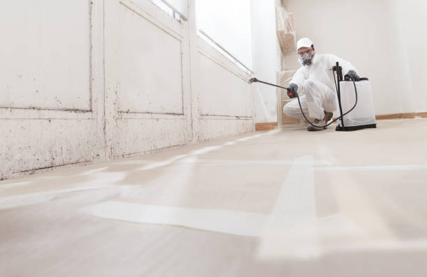 Black mold remediation team in Saint Paul Park